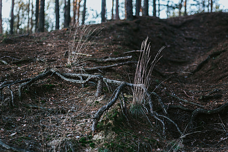 A walk in an autumn forest thumbnail