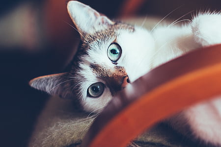 brown tabby cat thumbnail