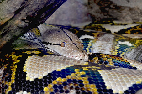 selective focus photography of reticulated python under driftwood thumbnail