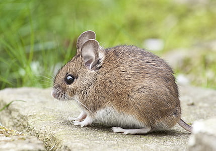 closeup photo of brown mouse thumbnail