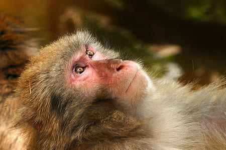 Grey Black White Fur Monkey Lying With Eyes Open thumbnail