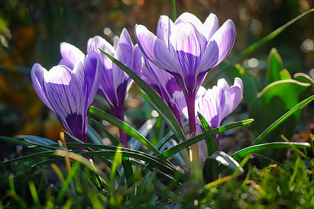 depth of field photography of blue flowers thumbnail