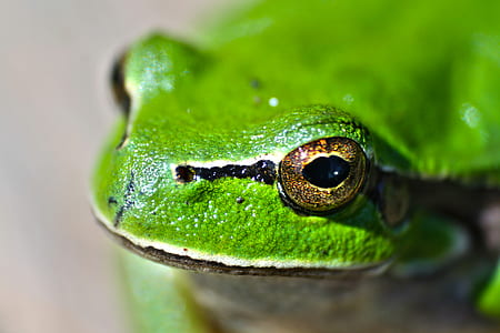 Green frog eyes thumbnail