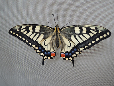 A Common Yellow Swallowtail, Insect thumbnail
