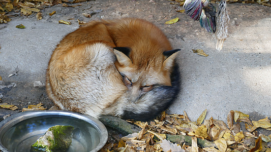 brown fox lying down on concrete surface thumbnail