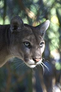 shallow focus photography of gray cougar thumbnail
