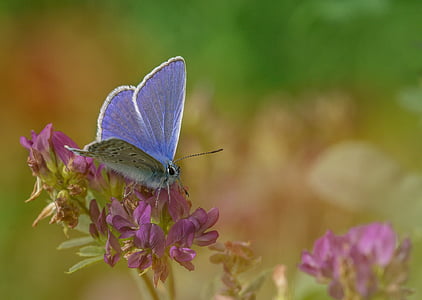 selective focus photography of purple and black silver studded butterfly on pink flower thumbnail