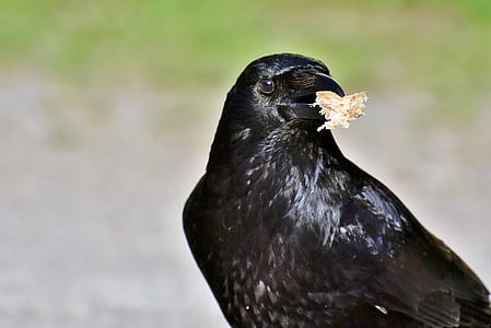 selective focus photo of raven thumbnail