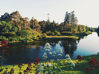 flower plants near body of water surrounded with trees thumbnail