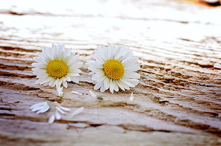 close up photography of white sunflowers thumbnail