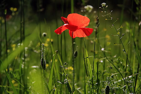 red poppy flower thumbnail