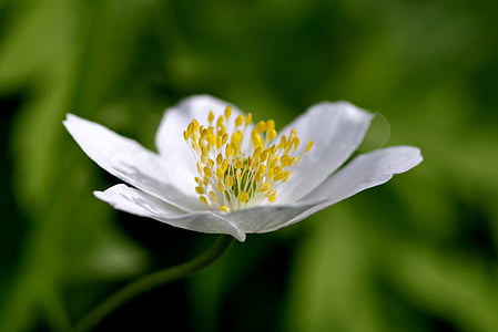 selective focus photo of white petaled flower thumbnail