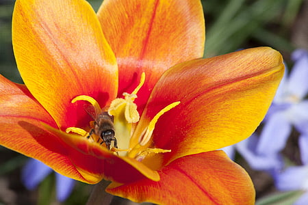 selective focus photography of wasp on orange flower thumbnail