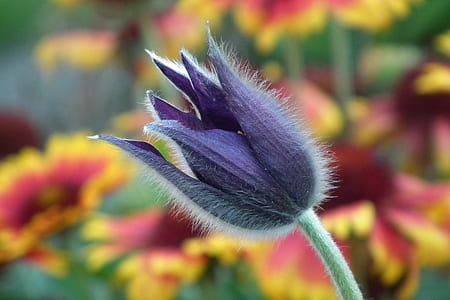 purple pasqueflower in selective focus photography thumbnail