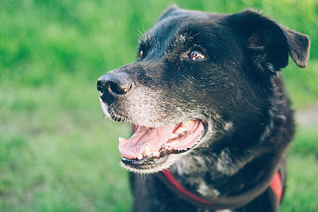 short-coated black dog thumbnail