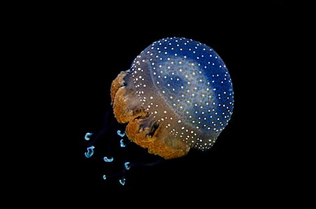 blue and brown jellyfish photo thumbnail