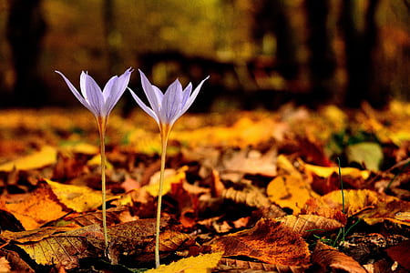 close up photography of purple petaled flower surrounded by dried leaves thumbnail