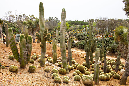 desert with cactus during daytime thumbnail