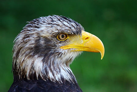 closeup photo of an eagle thumbnail