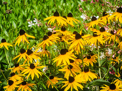 yellow daisies blooming at daytime thumbnail