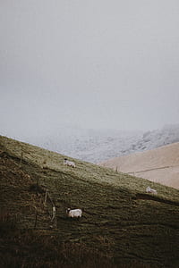 three white sheep near mountain range thumbnail