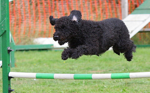 long-coated black puppy jump during daytime thumbnail