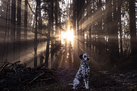 adult dalmatian standing near bare tree during golden hour thumbnail