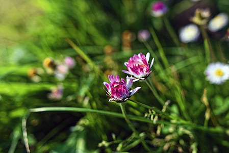 selective focus photography of flowers in bloom thumbnail