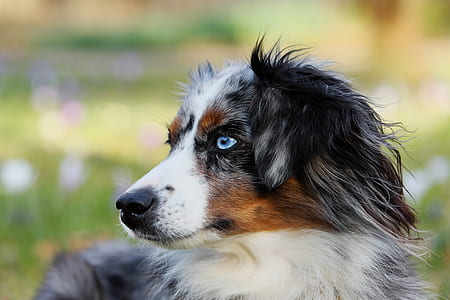 closeup photography of merle Australian shepherd puppy thumbnail