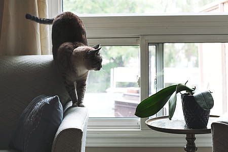 Cat On Sofa Near Window Photo thumbnail