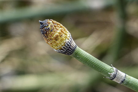 selective focus photography of yellow flower bud thumbnail