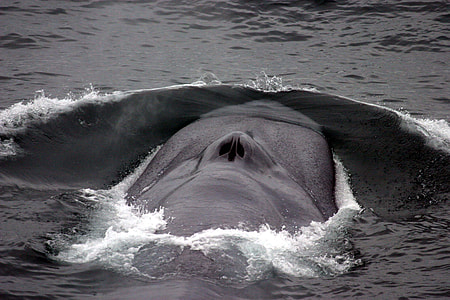 Blue Whale Blowhole thumbnail