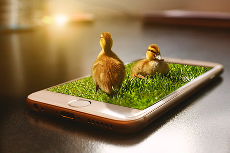 photo of brown ducklings on top of gold iPhone 6 thumbnail