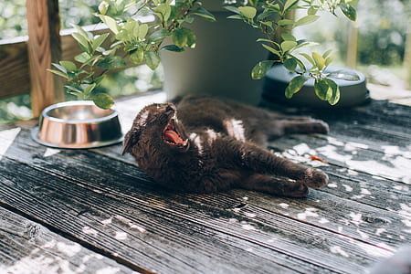 selective focus photography of yawning cat near potted plant and pet bowl thumbnail