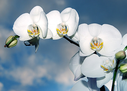 shallow focus photography of white flowrs thumbnail