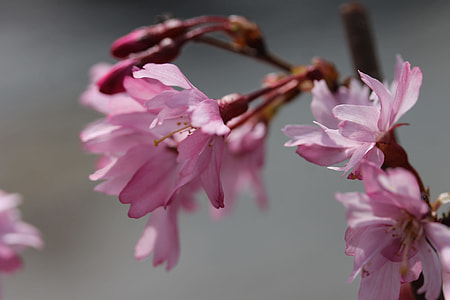 Cherry Blossom, Díszcseresznye Flower thumbnail