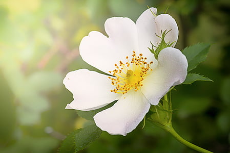 white wild rose in bloom close up photo thumbnail