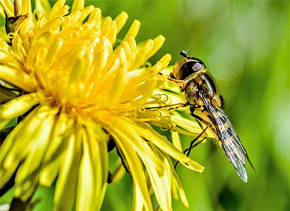 hoover fly perched on yellow flower close-up photo thumbnail