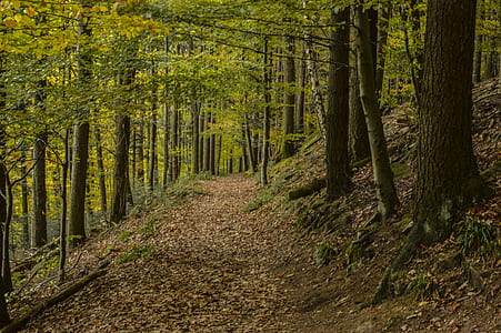 pathway between trees in the forest during daytime thumbnail