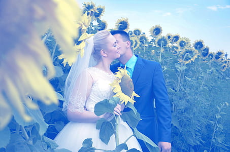 groom kissing the bride surrounded by sunflowers thumbnail