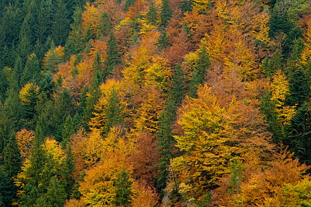 Aerial Photography of Forest thumbnail