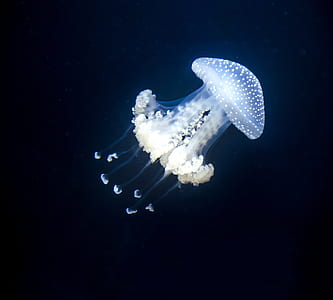 jelly fish swimming underwater thumbnail