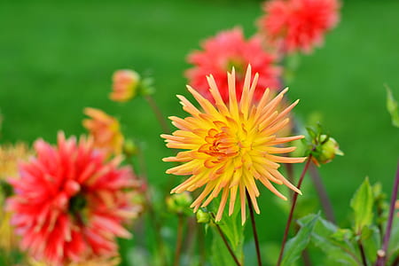 shallow focus photography of yellow Chrysanthemum flower thumbnail