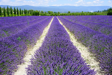 lavender plantation thumbnail