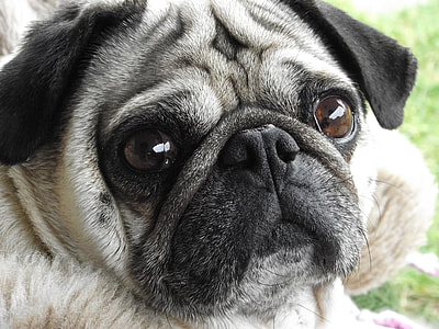 close-up photo of Fawn pug thumbnail