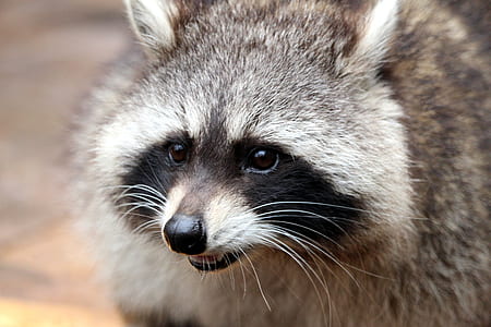 close-up photography of gray raccoon thumbnail