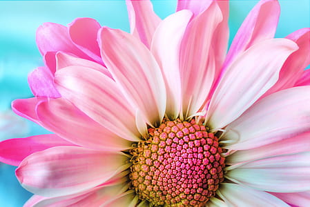close-up photography of pink flower thumbnail