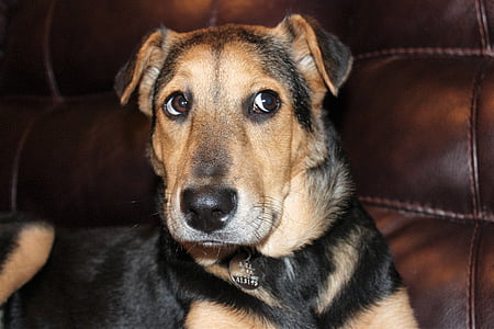 close-up photography of German shepherd puppy thumbnail