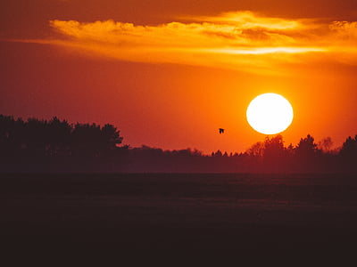 silhouette of trees during golden hour thumbnail