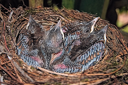 Blackbird, Blackbird Nest thumbnail